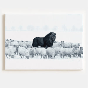 Lion Among Sheep Canvas