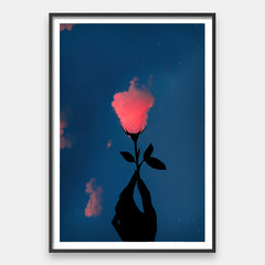 Rose Nuage Rose 